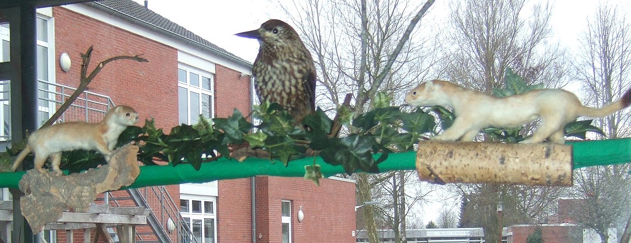 brown_thrasher