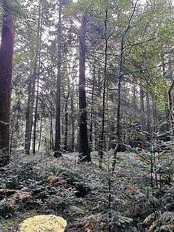 10_2023_Waldlauf