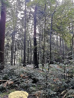 10_2023_Waldlauf