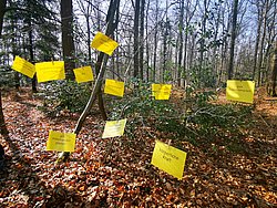 2022_Waldtag_Klasse8b__3_