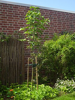 Baum_1_